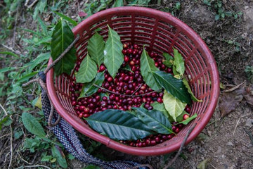 New Release - Guatemala La Providencia