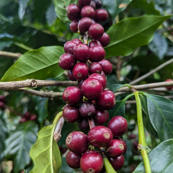 Nicaragua - La Escondida